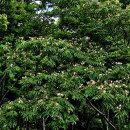 밤에는 잎이 마주보고 붙어 있다고 합환화로도 불리는 자귀나무( pink silk tree) 이미지