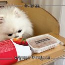 와락펫푸드 이미지