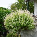 뜨락풍경 이미지