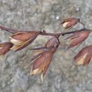 전라남도 농업박물관(나불랜드) | 행복이의일상 나불도마실길 함께사는식물참죽나무