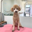 대성애견 이미지