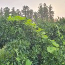 준이농장 이미지