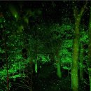 해공미술관 | [후쿠오카] 오호리 공원 일본정원 宙 SORA 디지털 아트 상시 야간 개장 (데이트 코스 강추!)