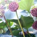 흰구름 맑은달 이미지