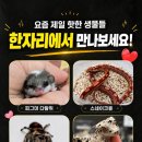 렙타일마켓