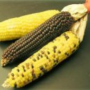 ★옥수수(CORN)의효능★ 이미지