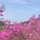 제29회 비슬산 참꽃 문화제 네이버블로그