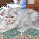 여중사거리 이미지