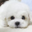 러블리펫 이미지