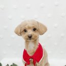 댕댕이묭실 이미지