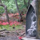 선운사꽃무릇 이미지