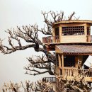 나무안에서 이미지