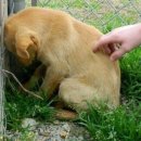 개와고양이 - 부천시 오정구 역곡로482번길 64 | 개와고양이