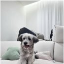 까까펫살롱 이미지