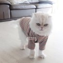 조조메디 이미지