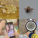 농업회사법인 주식회사 새한울 | 대구근교 칠곡 어린이 꿀벌체험 "꿀벌인“