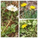 장미를 부러워하지 않는 &#39;민들레&#39;이야기 이미지