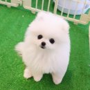 내품안의반려용품