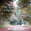 제주 와일드 | 와일드오차드 제주 동백 숲길 산책 후기 조용한 힐링 여행지