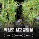 한국피자헛화곡점 | [서울/강서] 서울 글램핑 자쿠지 웨일로 서울김포공항점 당일글램핑 후기