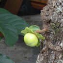 도인농장 이미지