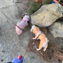 구리동물보호센터 | 부산동물보호센터 봉사 후기(2025.2~2025.5)