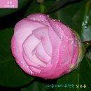 미국동백꽃 명:디자이어-Camellia japonica Desire 다음카페-주작원 보유품 이미지