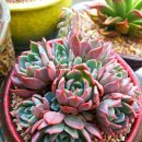 매실향기 이미지