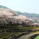 쌍계사 - 1839 | 쌍계사