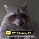 호식이두마리치킨구