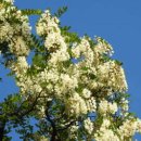 아카시아 이미지