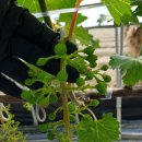 호동농장 이미지