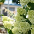 영플라워카페