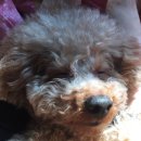 까망이PC 이미지