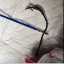 스마일동물의료센터 이미지