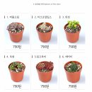 황금다육이와선인장 이미지