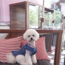 할리우드펫 이미지