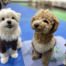 초롱애견 이미지