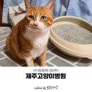 참좋은동물병원 | 24시간 제주고양이병원 방문 후기 Feat.브이동물메디컬센터