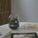 테라리움A 이미지