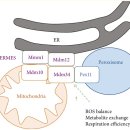 Re:Pro- and Antioxidant Functions of the Peroxisome-Mitochondria Connection and Its Impact on Aging and Disease 이미지