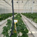 이루다팜 이미지