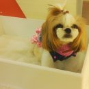 안나 제니 펫샵 이미지