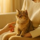 고양이분양 온리캣 이미지