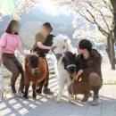 비슬 승마체험장 이미지