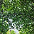 섬진강대숲길 이미지