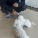 여니네 펫공방 이미지