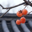 『위험한 유혹』을 읽고(우리말 사전 포함) 이미지