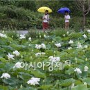 금당백련 이미지