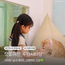 캣플헤븐 엘리스빌 인천서구점 | 인천서구아이랑 캣플헤븐 고양이카페에서 실내 데이트